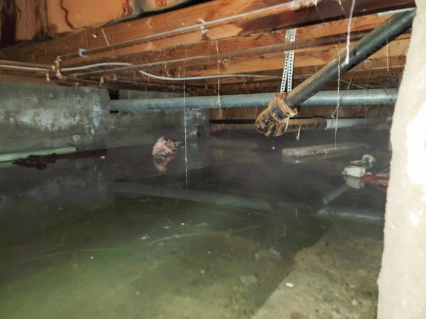 Best Water damage cleanup near me  in Elliston, VA